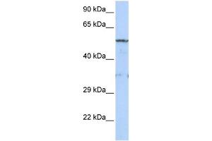 WB Suggested Anti-LIPG Antibody Titration:  0. (LIPG 抗体  (Middle Region))
