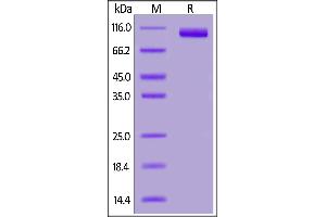 Cynomolgus PSMA, His Tag on  under reducing (R) condition. (PSMA Protein (AA 44-750) (His tag))