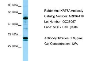 Western Blotting (WB) image for anti-Keratin 6A (KRT6A) (C-Term) antibody (ABIN2774397) (KRT6A 抗体  (C-Term))