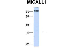 Host:  Rabbit  Target Name:  MICALL1  Sample Type:  HepG2  Antibody Dilution:  1. (MICAL-Like 1 抗体  (N-Term))