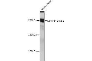 Western blot analysis of extracts of Mouse heart, using Laminin beta 1 Rabbit mAb (ABIN7268185) at 1:1000 dilution. (Laminin beta 1 抗体)