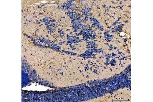 IHC analysis of Zebrafish ATG5 using anti-Zebrafish ATG5 antibody (AZF1RDC0).