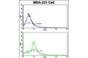 Flow cytometric analysis of MDA-231 cells using NUP62 Antibody (C-term )(bottom histogram) compared to a negative control cell (top histogram). (NUP62 抗体  (C-Term))