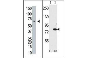 Image no. 1 for anti-Negative Regulator of Ubiquitin-Like Proteins 1 (NUB1) (C-Term) antibody (ABIN357742) (NUB1 抗体  (C-Term))