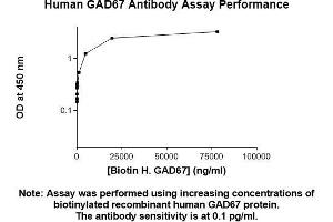 Immunofluorescence (IF) image for anti-Glutamate Decarboxylase 1 (Brain, 67kDa) (GAD1) (AA 1-594) antibody (ABIN5566519) (GAD 抗体  (AA 1-594))