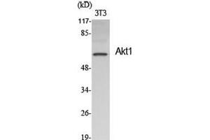 Western Blot (WB) analysis of specific cells using Akt1 Polyclonal Antibody.