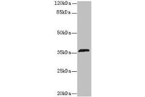 Western blot All lanes: OR2L13 antibody at 6 μg/mL + Mouse liver tissue Secondary Goat polyclonal to rabbit IgG at 1/10000 dilution Predicted band size: 36 kDa Observed band size: 36 kDa (OR2L13 抗体  (AA 158-194))