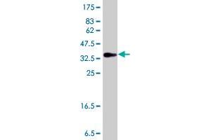Image no. 3 for anti-Headcase Homolog (HECA) (AA 434-543) antibody (ABIN565651) (HECA 抗体  (AA 434-543))