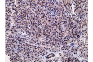 Immunohistochemical staining of paraffin-embedded Human pancreas tissue using anti-RBBP9 mouse monoclonal antibody. (RBBP9 抗体)