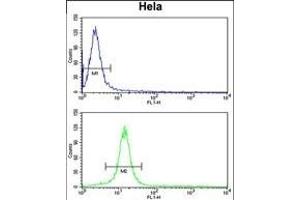 CENPH Antibody (Center) (ABIN653160 and ABIN2842728) flow cytometry analysis of Hela cells (bottom histogram) compared to a negative control cell (top histogram). (CENPH 抗体  (AA 136-162))