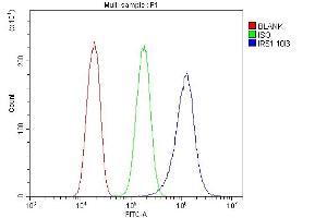 Flow Cytometry analysis of PC-3 cells using anti-IRS1 antibody (ABIN7599659).
