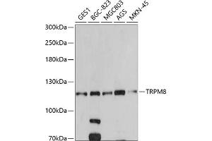 Western blot analysis of extracts of various cell lines, using TRPM8 antibody (ABIN6128839, ABIN6149591, ABIN6149593 and ABIN6220964) at 1:500 dilution. (TRPM8 抗体  (AA 980-1104))