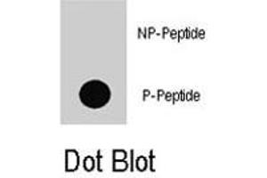 Dot blot analysis of BRAF (phospho T598) polyclonal antibody  on nitrocellulose membrane. (BRAF 抗体  (pThr598))