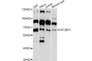 Western blot analysis of extracts of various cell lines, using IRF2BP1 antibody (ABIN6293112) at 1:3000 dilution. (IRF2BP1 抗体)