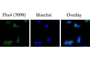 Image no. 2 for anti-F-Box Protein 4 (FBXO4) (N-Term) antibody (ABIN221159) (FBXO4 抗体  (N-Term))