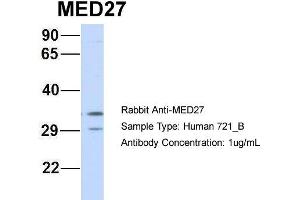 Host: Rabbit Target Name: MED27 Sample Type: 721_B Antibody Dilution: 1. (MED27 抗体  (Middle Region))