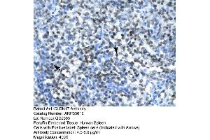 Human Spleen (Claudin 17 抗体  (Middle Region))
