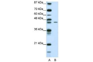 ZNF17 antibody used at 0. (ZNF17 抗体  (N-Term))