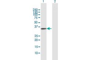 Western Blot analysis of TNFSF15 expression in transfected 293T cell line by TNFSF15 MaxPab polyclonal antibody. (TNFSF15 抗体  (AA 1-251))
