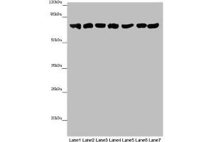 Western blot All lanes: EFHC1 antibody at 9. (EFHC1 抗体  (AA 391-640))