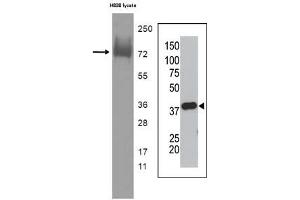 Image no. 1 for anti-Small Ubiquitin Related Modifier Protein 1 (SUMO1) antibody (ABIN356808)