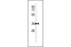 PARD6G antibody  (N-Term)