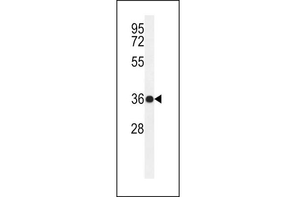 PARD6G antibody  (N-Term)