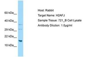 Image no. 1 for anti-H2A Histone Family, Member J (H2AFJ) (C-Term) antibody (ABIN6750105) (H2AFJ 抗体  (C-Term))