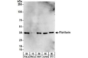 Western Blotting (WB) image for anti-Fibrillarin (FBL) (AA 1-50) antibody (ABIN7452936)