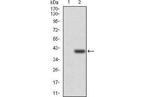 Western blot analysis using SELL mAb against HEK293 (1) and SELL (AA:83-186)-hIgGFc transfected HEK293 (2) cell lysate.