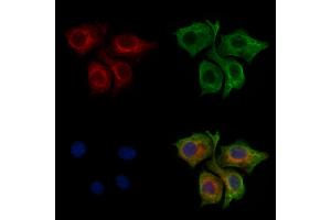 ABIN7094297 and ABIN7098344 staining HepG2 cells by IF/ICC.