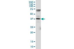 PAX5 antibody  (AA 192-301)