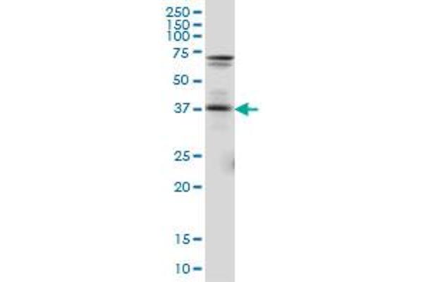 PAX5 antibody  (AA 192-301)