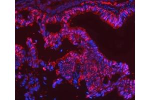 IF analysis of SBP/SELENBP1 using anti-SBP/SELENBP1 antibody (ABIN7600755). (SELENBP1 抗体  (AA 23-462))