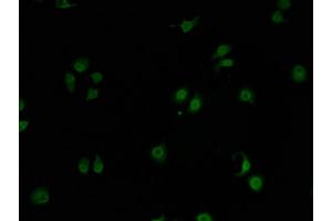 Immunofluorescence staining of A549 cells with ABIN7153303-IF at 1:100, counter-stained with DAPI. (GPRIN2 抗体  (AA 1-221))