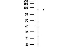 Western blot analysis of lysates from  cells(heat-shock, 45 min treatment), using PI Antibody at 1/1000 dilution.