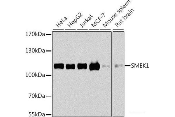 SMEK1 antibody