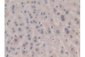DAB staining on IHC-P; Samples: Mouse Liver Tissue) (APOA5 抗体  (AA 21-210))