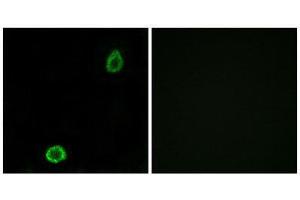 Immunofluorescence (IF) image for anti-ATP-Binding Cassette, Sub-Family A (ABC1), Member 13 (ABCA13) (Internal Region) antibody (ABIN1850836) (ABCA13 抗体  (Internal Region))
