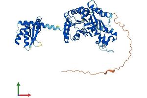 Protein Structure (PS) image for Malate Dehydrogenase 1B, NAD (Soluble) (MDH1B) (AA 1-518) protein (His tag) (ABIN7549299)