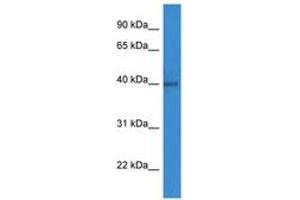 Image no. 1 for anti-ADP-Ribosyltransferase 1 (ART1) (C-Term) antibody (ABIN6746775) (ART1 抗体  (C-Term))