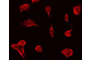 Immunofluorescence (fixed cells) (IF/ICC) image for anti-Olfactory Receptor, Family 51, Subfamily F, Member 2 (OR51F2) (C-Term) antibody (ABIN6263811)