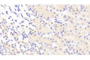 Detection of VCAN in Mouse Kidney Tissue using Polyclonal Antibody to Versican (VCAN) (Versican 抗体  (AA 3058-3299))