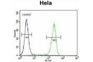 Flow cytometric analysis of Hela cells using CRFR2D Antibody (right histogram) compared to a negative control cell (left histogram). (CRHR2 抗体)