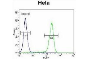 Flow cytometric analysis of Hela cells using CRFR2D Antibody (right histogram) compared to a negative control cell (left histogram). (CRHR2 抗体)