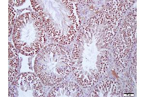 Paraformaldehyde-fixed, paraffin embedded Mouse testis, Antigen retrieval by boiling in sodium citrate buffer (pH6. (PROS1 抗体  (AA 245-295))