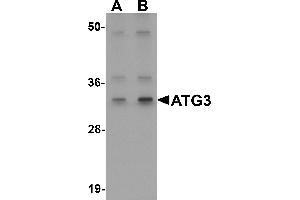 Western Blotting (WB) image for anti-ATG3 Autophagy Related 3 (ATG3) (Middle Region) antibody (ABIN1030870) (ATG3 抗体  (Middle Region))