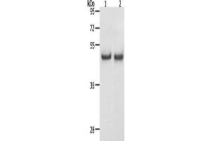 Gel: 12 % SDS-PAGE, Lysate: 40 μg, Lane 1-2: Hela cells, K562 cells, Primary antibody: ABIN7192614(SPAG4 Antibody) at dilution 1/1100, Secondary antibody: Goat anti rabbit IgG at 1/8000 dilution, Exposure time: 30 seconds (SPAG4 抗体)