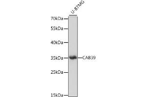Western blot analysis of extracts of U-87MG cells, using C antibody (ABIN7266007) at 1:1000 dilution. (CAB39 抗体  (C-Term))