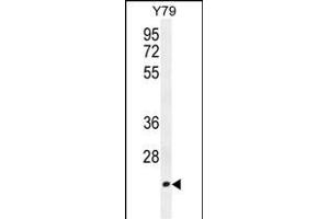 TCAL3 Antibody (N-term) (ABIN654479 and ABIN2844214) western blot analysis in Y79 cell line lysates (35 μg/lane). (TCEAL3 抗体  (N-Term))
